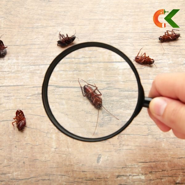 Pest Control
